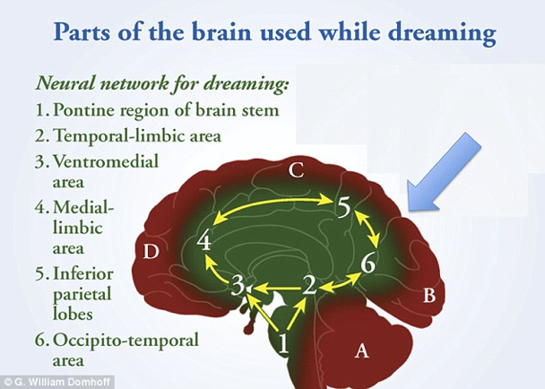 diagram of different parts of the brain