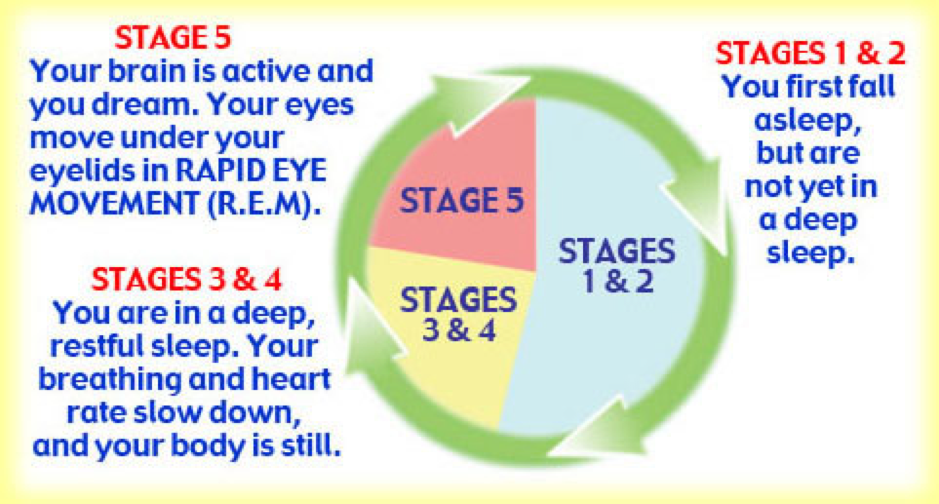 a graphic showing the five stages of a sleep cycle