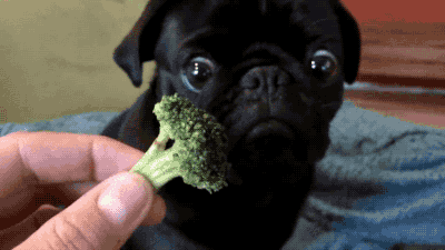 pug eating broccoli 