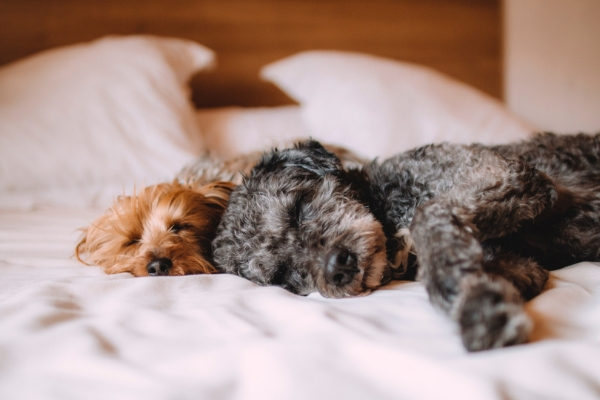 dogs sleeping on bed